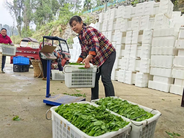 贵州仁怀:冷链助力豌豆尖“新鲜”出山 贵州仁怀:冷链助力豌豆尖“新鲜”出山_fororder_豌豆尖称重