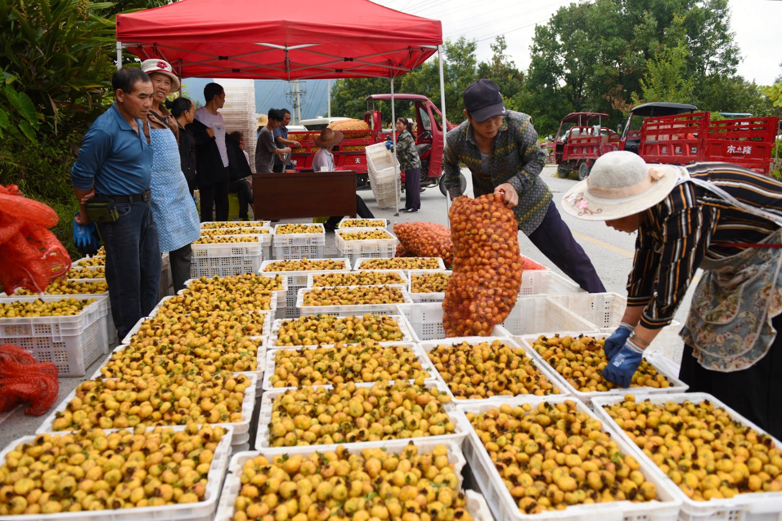 刺梨归仓 又见初好 | 水城区2025刺梨鲜果收购工作正式启动