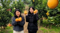 沃野“流金” 生活“柚”甜！六盘水市水城区新光村的乡村振兴新答卷