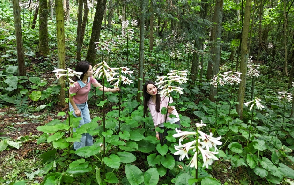 贵州剑河：40万株野百合浪漫绽放 绘就夏日生态画卷_fororder_5月20日在贵州省剑河县南寨镇岔路村乌皆溪林场拍摄的野百合花。杨家孟 摄 (4)