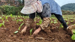 贵州仁怀茅坝镇：榨菜移栽忙 轮作促丰收