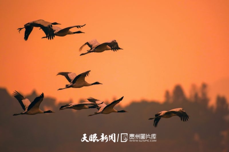 贵州的生态密码，藏在一张张照片背后｜濒危物种的回归