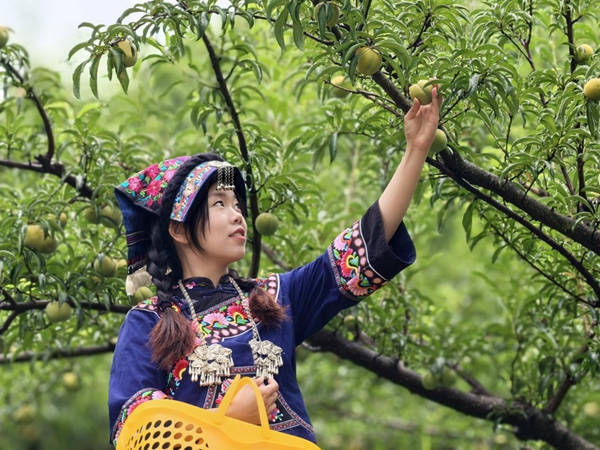 贵州罗甸：石缝生金果 第四届蜂糖李节点亮夏日限定甜蜜_fororder_图片2