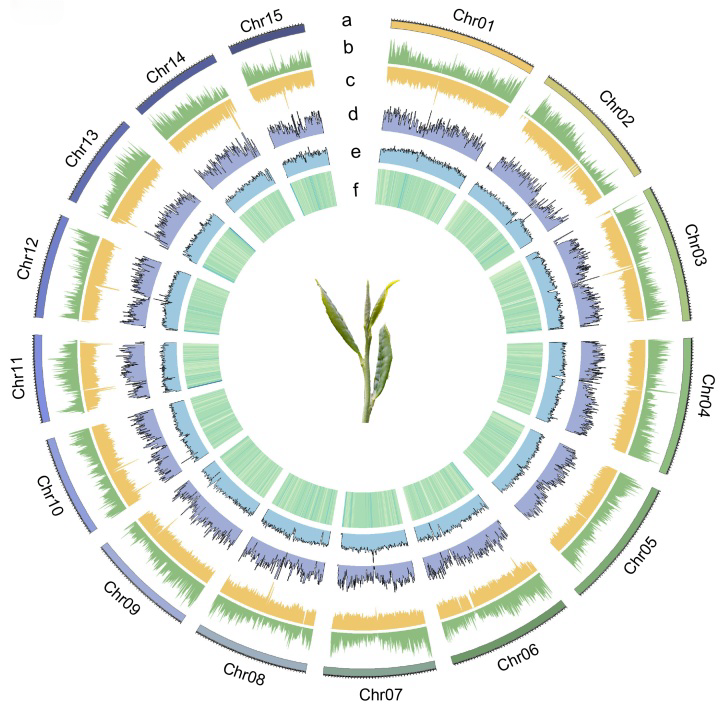 贵州首个茶树良种基因组成功组装_fororder_03b192cecac8499db28f91c7361b529c