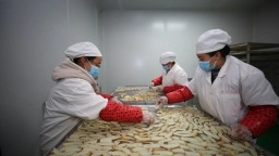 贵州大方：天麻产业书写助农增收新答卷_fororder_41c61f69-beaa-44af-8059-b99ea26fe46c.600x400
