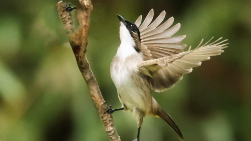 贵州六盘水明湖国家湿地公园成为“鸟乐园”