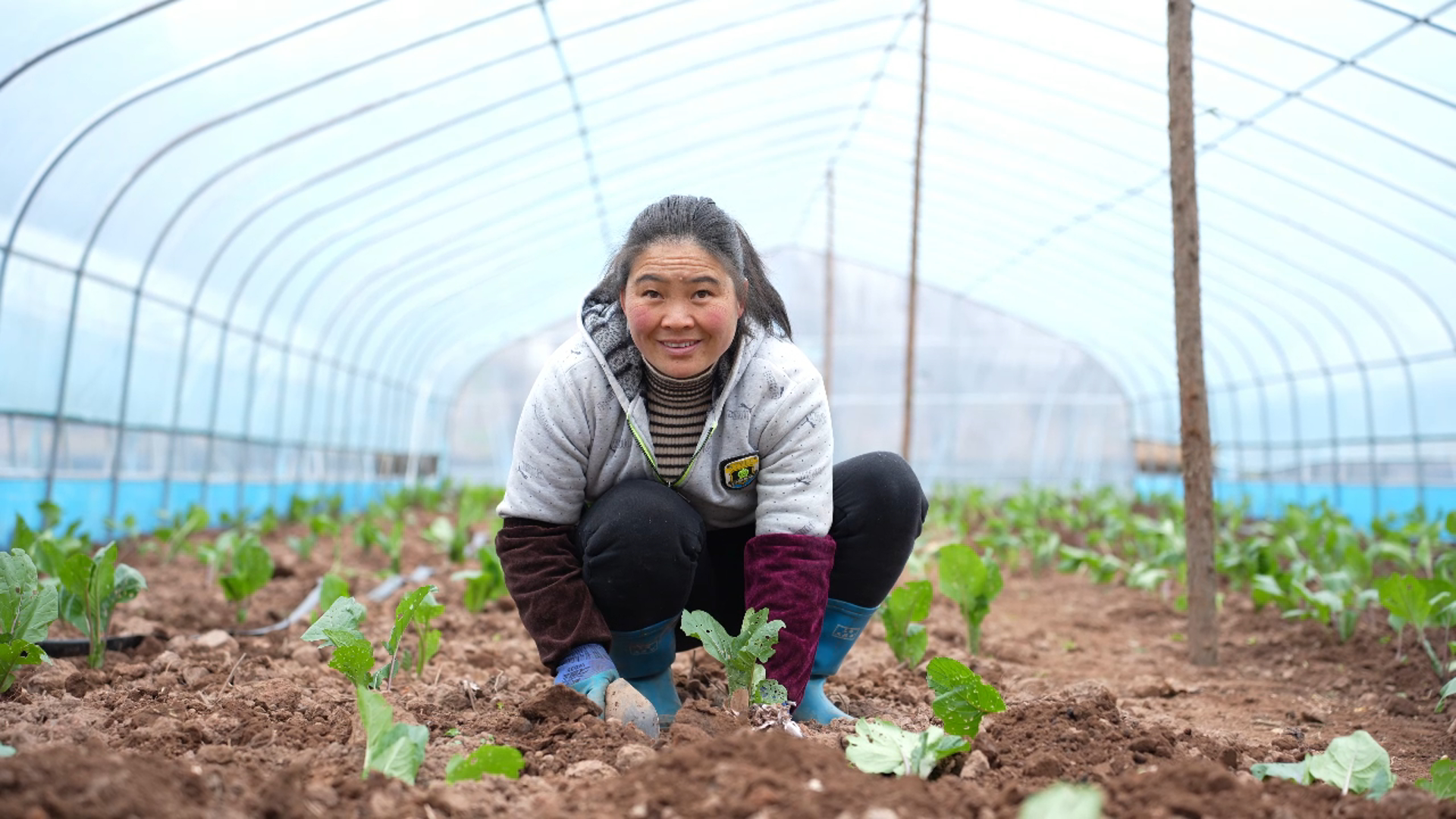 粤黔协作 | 水城前进村的蔬菜即将登上粤港澳大湾区市民的“餐桌”