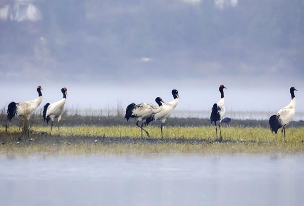 贵州威宁草海2898只“高原精灵”黑颈鹤开始北迁_fororder_图片1