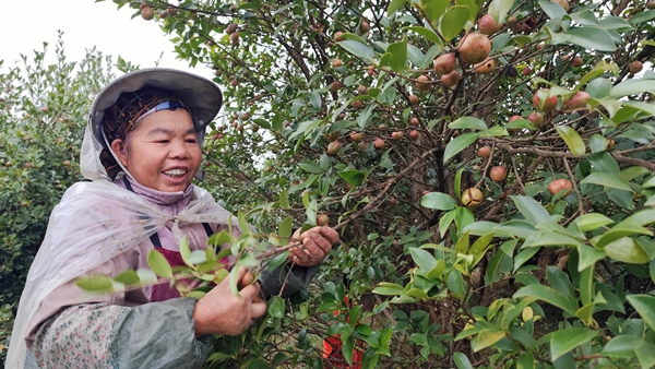 贵州贵定:6000余亩油茶迎丰收_fororder_村民采摘油茶果 (1)
