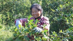 贵州省镇远县羊场镇：金秋十月油茶香 漫山“金果”铺就振兴路