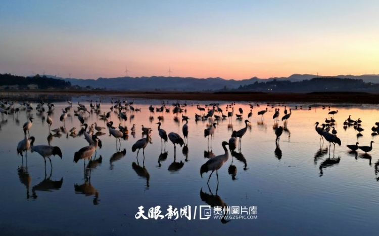 贵州的生态密码，藏在一张张照片背后｜濒危物种的回归