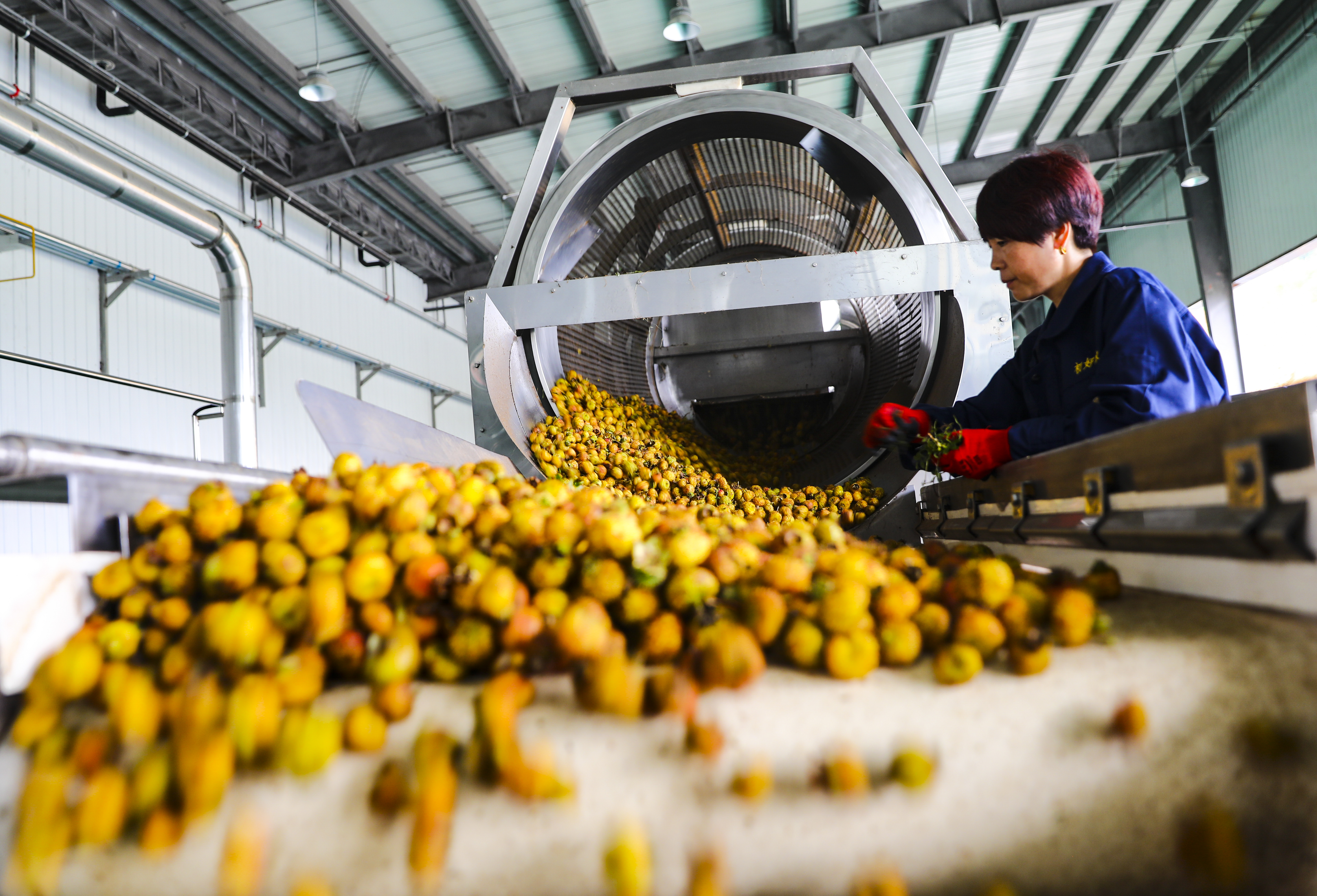 贵州刺梨种植面积加工产能产品种类均占全国九成以上