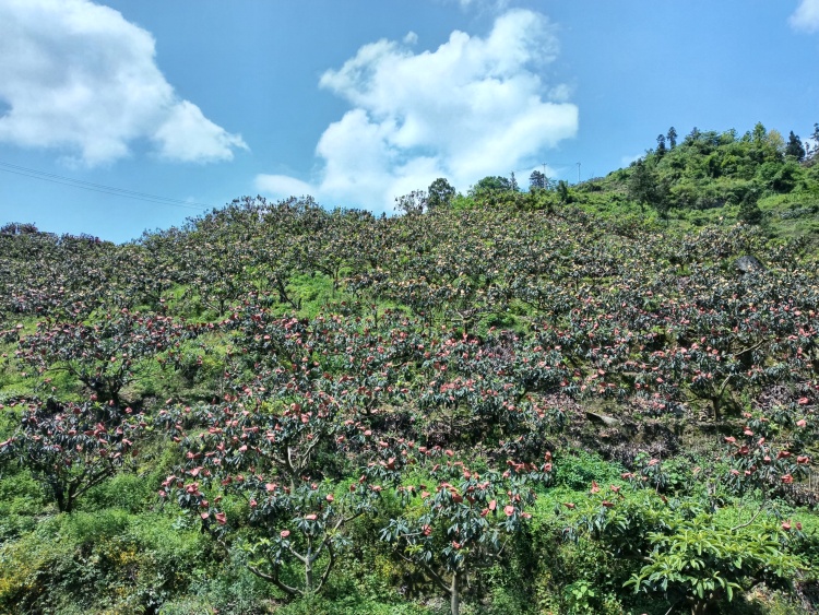 贵阳市开阳县苗寨村：枇杷酿出甜蜜事业_fororder_1