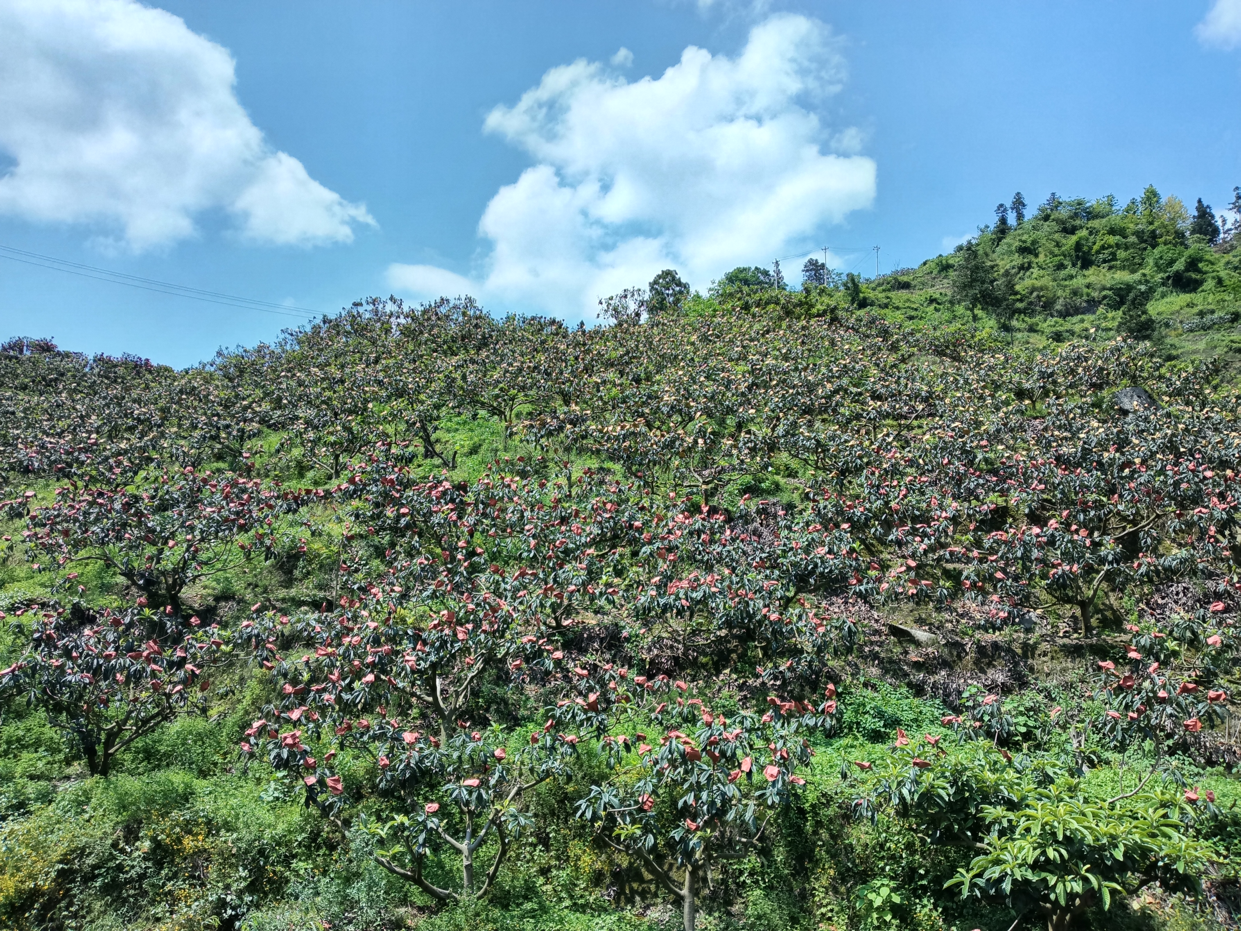 贵阳市开阳县苗寨村：枇杷酿出甜蜜事业_fororder_1