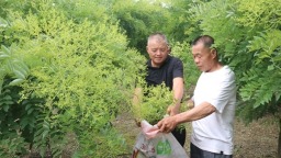 “金米”成熟 贵州独山盖寨村160亩槐米喜迎丰产