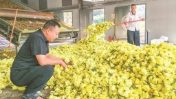 产值34亿元 贵州铜仁“道地药材”何以成“药财”？