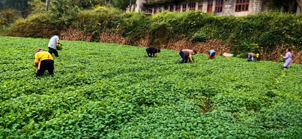 贵州正安：11万余亩油菜移栽忙 静待花开好&ldquo;丰&rdquo;景_fororder_22