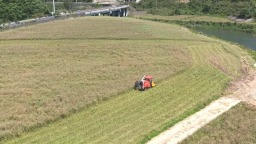 归仓在即 贵州都匀12.37万亩油菜即将全面完成收割