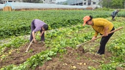贵州碧江：“一线一带两区”模式建成蔬菜产业18.3万亩