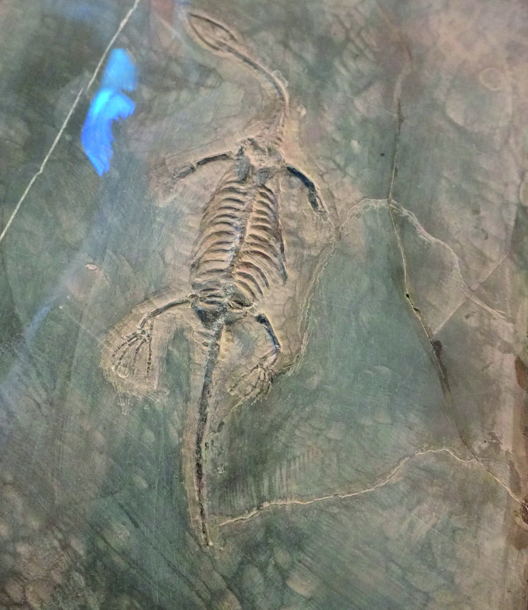 兴义世界地质公园博物馆——探秘贵州龙 感受亿万年的生命遗迹