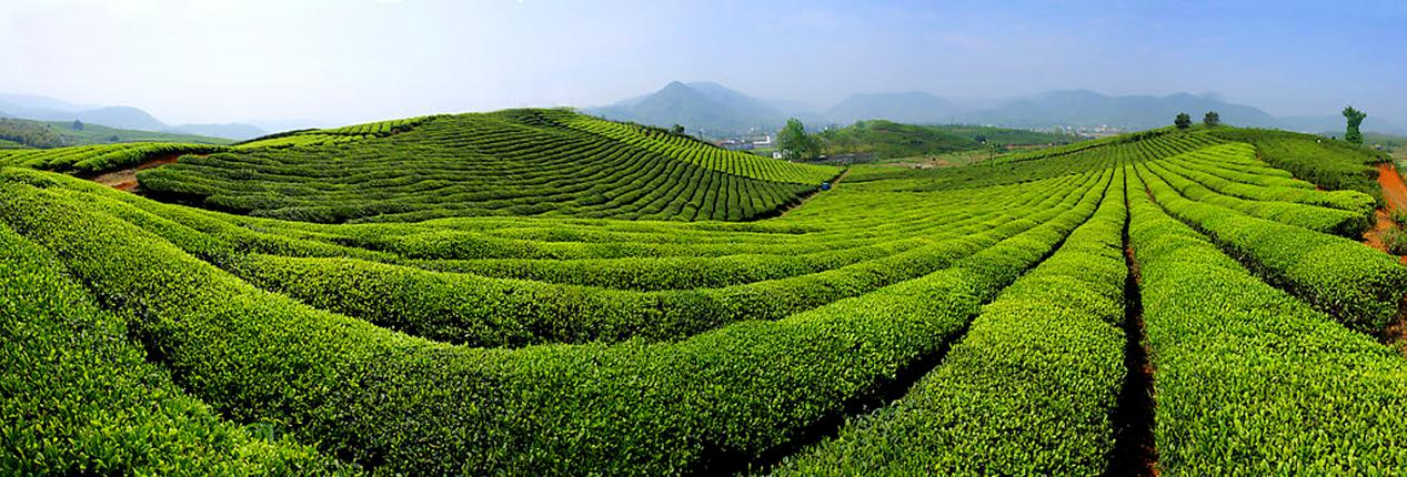 贵州水城：19℃夏天的诗意栖居