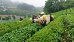 机械采收赋能都匀毛尖夏秋茶产量质量“双提升”