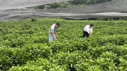贵州沿河塘坝镇：板蓝根种出致富“良方”