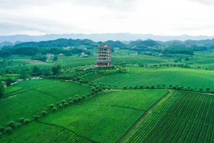 贵州新茶饮何以“出圈”