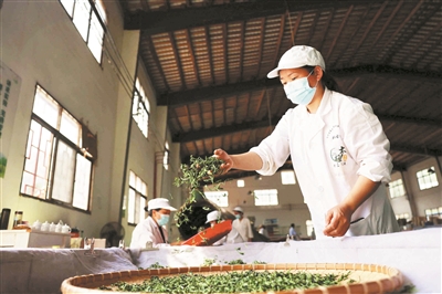 贵州毕节七星关太极村：“种业芯片”唤醒千年茶韵_fororder_33