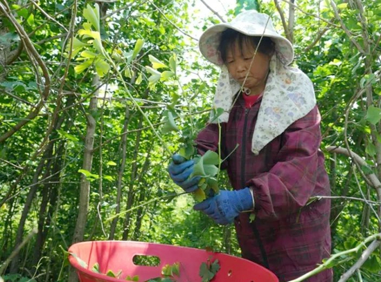 贵州六枝特区黔中村600亩药用银杏迎丰收 村民喜摘“致富叶”_fororder_640