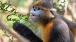 贵州省发布黔金丝猴拯救保护规划