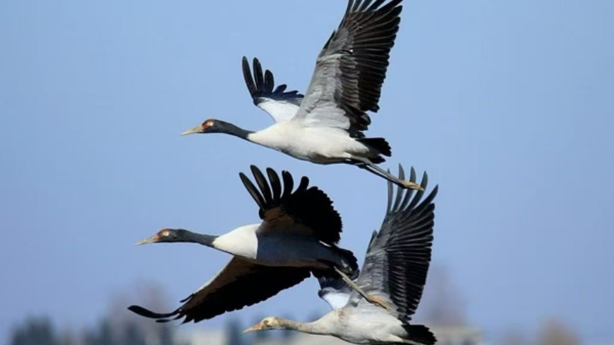 贵州威宁草海2898只“高原精灵”黑颈鹤开始北迁