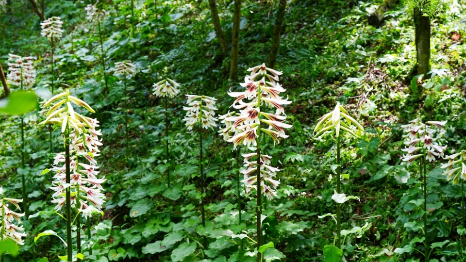 贵州剑河：40万株野百合浪漫绽放 绘就夏日生态画卷_fororder_5月19日在贵州省剑河县南寨镇岔路村乌皆溪林场拍摄的野百合花。彭开燚 摄 (5)