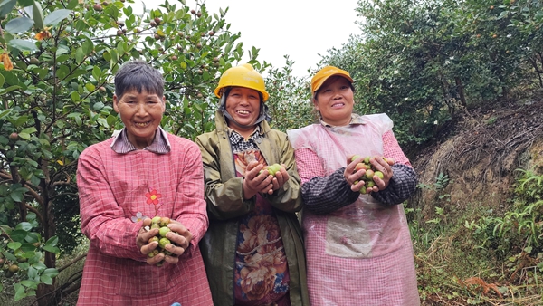 贵州贵定:6000余亩油茶迎丰收_fororder_油茶果迎丰收,村民笑开颜