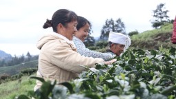 小茶芽铺就富民路 贵州独山明前茶迎来采收交易黄金期