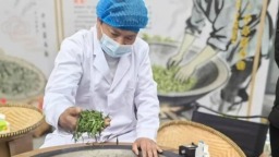 “一叶水城春·千年茶马韵”2026年“早春第一采，万人试新茶”品鉴活动启幕