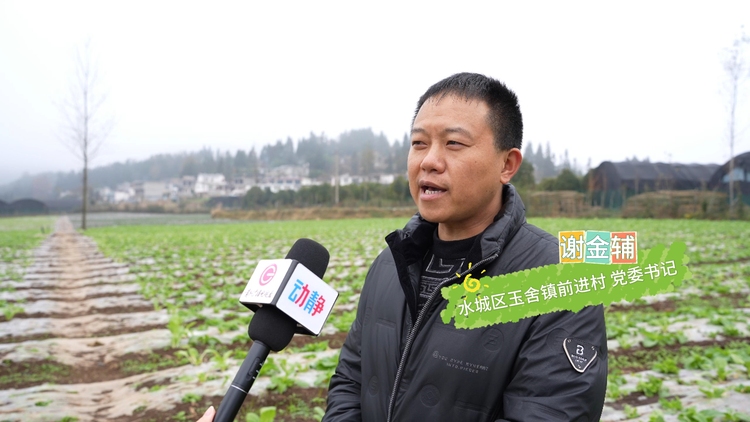 粤黔协作 | 水城前进村的蔬菜即将登上粤港澳大湾区市民的“餐桌”