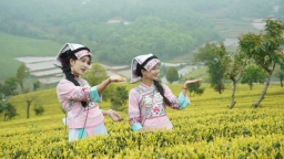 邂逅春日茶山 贵州瓮安邀您共赏茶韵之美