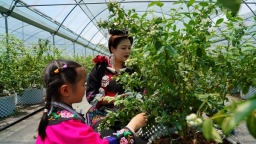 贵州丹寨：果香满园迎客来 蓝莓采摘乐趣多