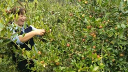 贵州施秉：小油茶撬动大产业 生态绿景变致富“钱景”