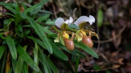 贵州实现野生兰科植物省域全域复位监测