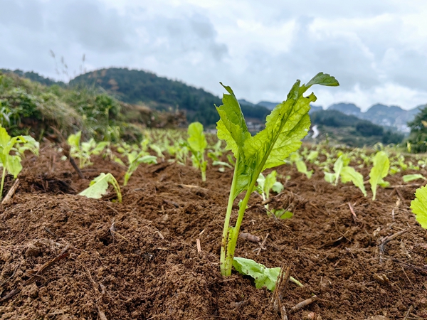 贵州仁怀茅坝镇:榨菜移栽忙 轮作促丰收 贵州仁怀茅坝镇:榨菜移栽忙 轮作促丰收_fororder_移栽好的榨菜