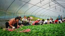 贵州清镇：雨润良田菜正鲜 产发“突击队”田间助农暖民心