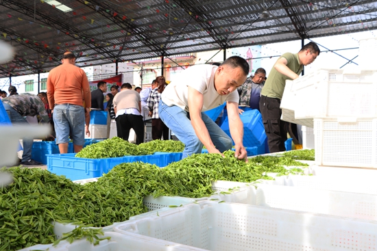贵州独山：茶产业助力乡村振兴_fororder_图片7