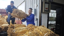 贵州六盘水市水城区烤烟收购工作全面启动