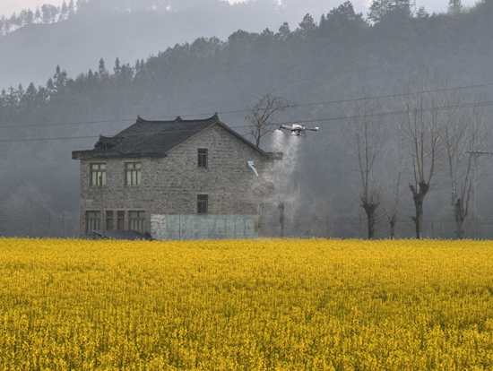 贵州三穗：绿色防控精准落地 3.1万亩油菜获专业管护_fororder_微信图片_20260310160020