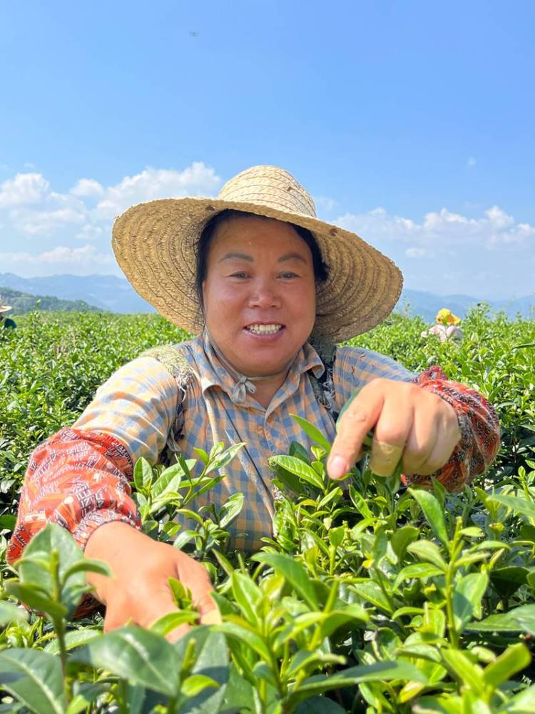 仁怀九仓镇：“334”机制绘就茶园共富新图景_fororder_3