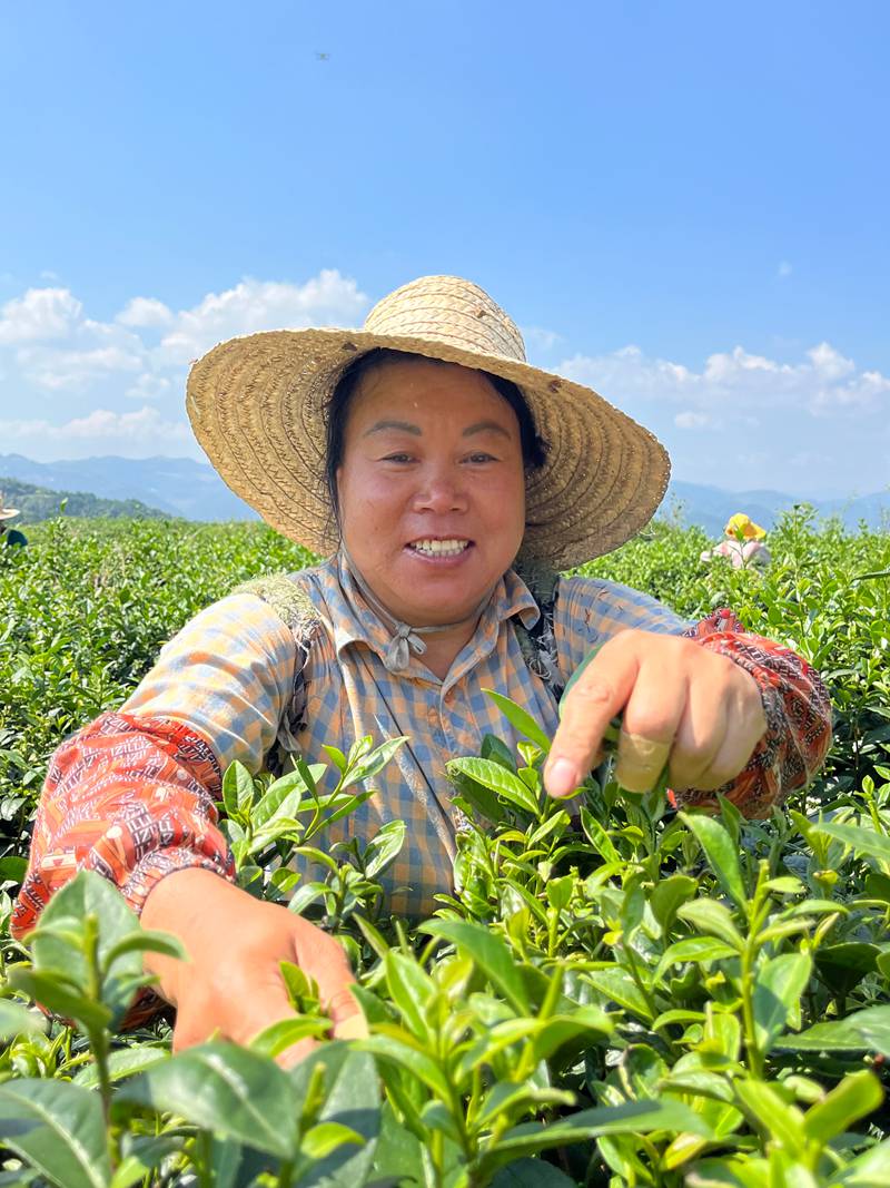 仁怀九仓镇：“334”机制绘就茶园共富新图景_fororder_3