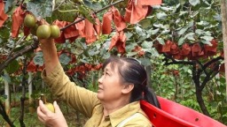 贵州六盘水水城区猴场乡：甜“猕”上市 果香满溢助农增收