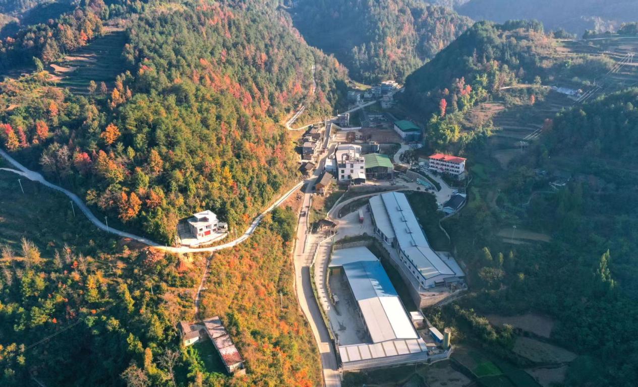 “薯”你最棒！邮储银行精准滴灌助黔货出山
